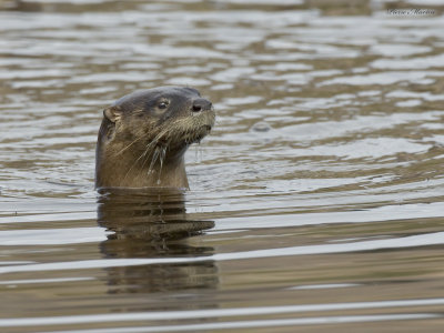 loutre de rivire - river otter
