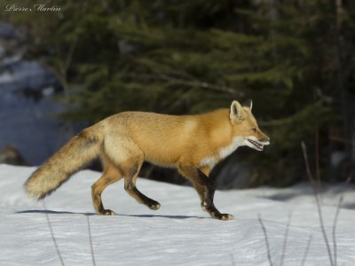 renard roux - red fox 