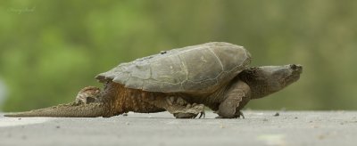 tortue serpentine - common snapping turtle