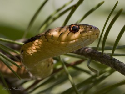 couleuvre raye - common garter snake