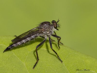 asilidae rubber fly sp