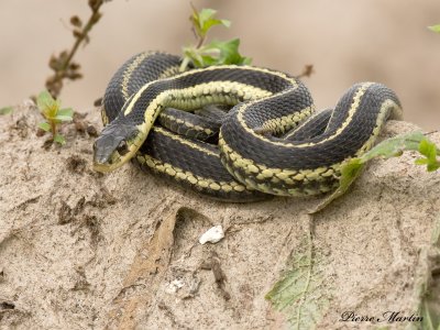 couleuvre raye - Common Garter Snake