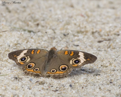 papillon ocell - common buckeye