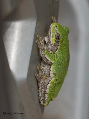 rainette versicolore - tetraploid gray treefrog