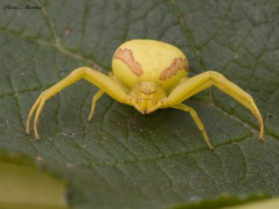 thomise jaune - crab spider