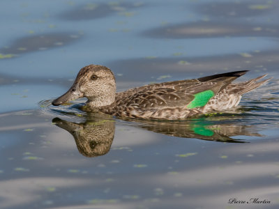 sarcelle d hiver - green winged teal 