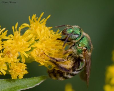 abeille augochlora