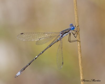 leste tardif - spotted spreadwing
