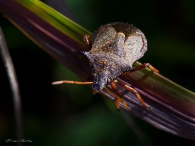 punaise pineuse - thorny stink bug