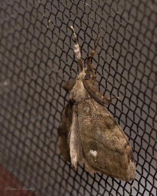 Chenille  houpe jaune - Definite Tussock moth - Orgyia definita (8314)