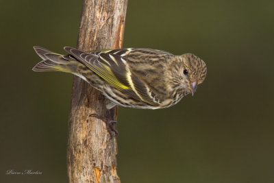 tarin des pins - pine siskin