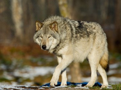 Loup - wolf