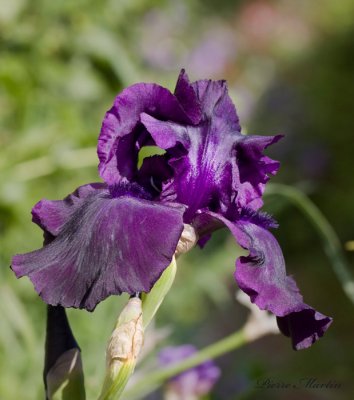 iris versicolore 