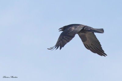 grand corbeau - common raven