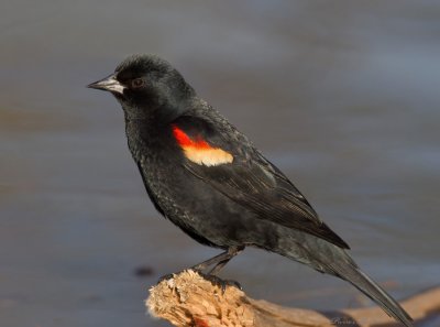 carouge  paulettes - red winged blackbird
