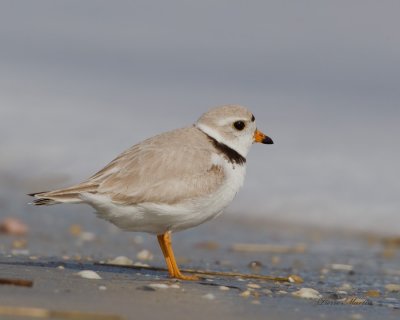pluvier siffleur - piping plover