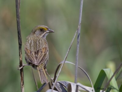 bruant maritime - seaside sparrow