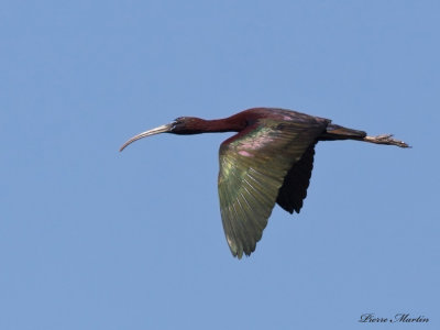 ibis falcinelle - glossy ibis