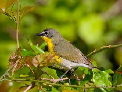 paruline polyglotte - yellow brested chat