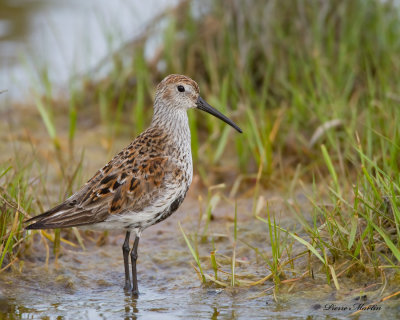 bcasseau variable - dunlin