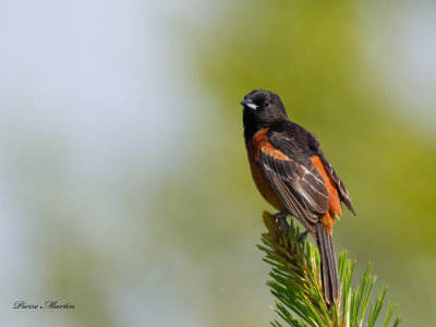 oriole des vergers - orchard oriole