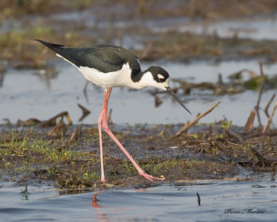 chasse d amrique - black necked stilt