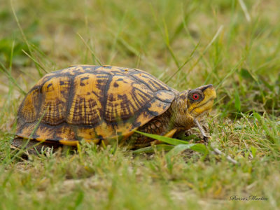 terrapene carolina - eastern box turtle