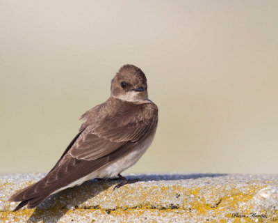 hirondelle  ailes hrisses - northern rough winged swallow