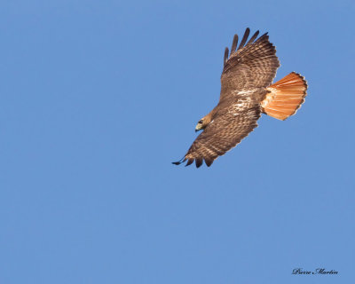 buse  queue rousse - red tailed hawk