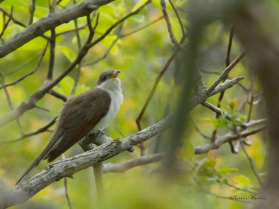 coulicou a bec jaune - yellow billed cuckoo