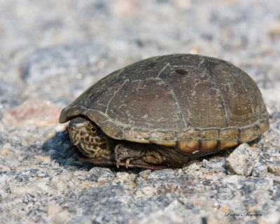  eastern mud turtle - Kinosternon subrubrum