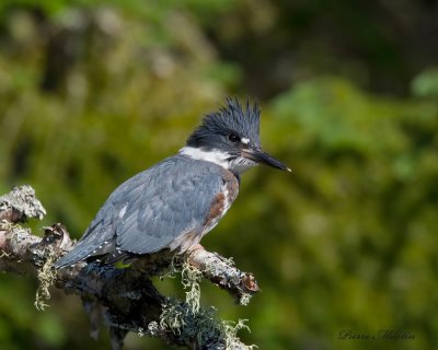 martin-pcheur - belted kingfisher