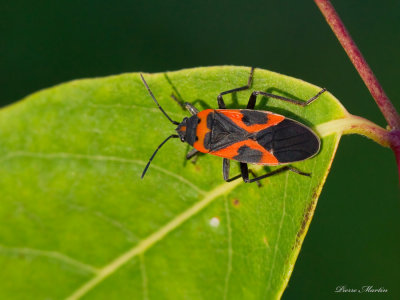 ptite punaise de l asclpiade - small milkweed bug