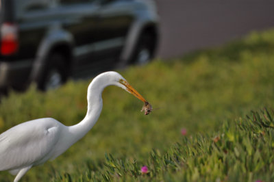 Great Egret and Prey