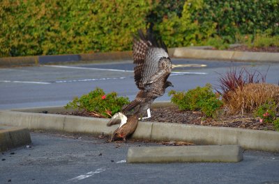 Redtail Takedown 1