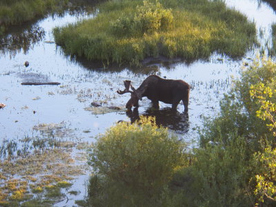 Grand Teton National Park and Yellowstone National Park