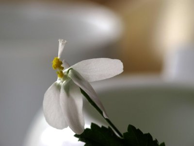 IMG_3196.jpg