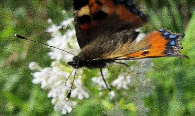 IMG_4255_web_filter.jpg