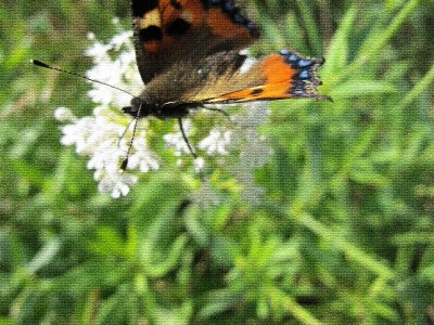 IMG_4255_web_filter2.jpg