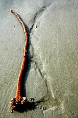 Seaweed.jpg