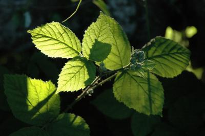 BrambleLeaf.jpg