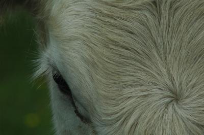Cow.jpg
