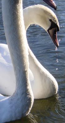 Swans.jpg