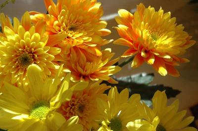 DeadFlowers02.jpg