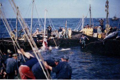 Almadraba method of fishing -4.jpg