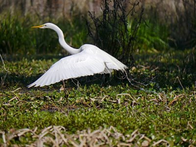 hunting for supper