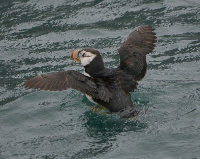 puffin.jpg