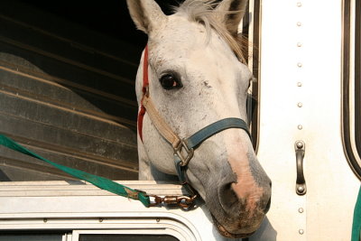 Traveling horse