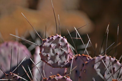 Cactus Hues