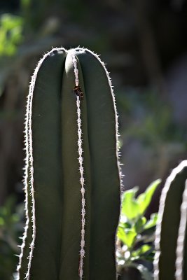 Cactus-III